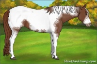 Horse Color:Chestnut Tobiano Frame Appaloosa 