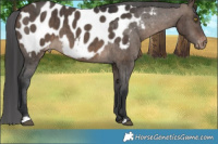 Horse Color:Brown Dun Appaloosa Brindle 