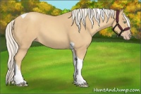 Horse Color:Gold Cream Champagne Tobiano