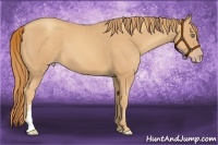 Horse Color:Gold Champagne 