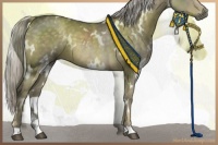 Horse Color:White Spotted Chocolate Palomino
