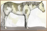 Horse Color:Liver Chestnut Splash 