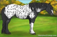 Horse Color:Black Appaloosa 