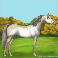 Horse Color:Chocolate Palomino Dun Frame 