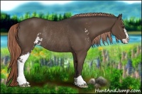 Horse Color:Liver Chestnut Sabino Rabicano