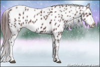 Horse Color:Chocolate Black Near Leopard 