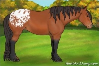 Horse Color:Bay Appaloosa 