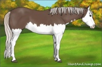 Horse Color:Silver Black Splash