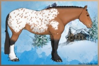 Horse Color:Bay Appaloosa 