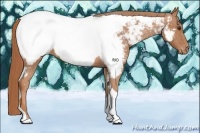 Horse Color:Chestnut Tobiano Appaloosa 