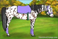 Horse Color:Bay Appaloosa
