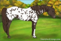 Horse Color:Liver Chestnut Appaloosa 