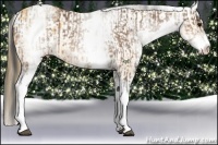 Horse Color:White Spotted Buckskin and White Spotted Buckskin Appaloosa