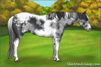 Horse Color:White Spotted Black Splash Tobiano Frame Varnish 
