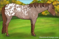 Horse Color:Red Roan Appaloosa 