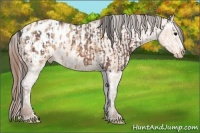 Horse Color:Brown Roan Splash Appaloosa  and Amber Champagne Appaloosa 