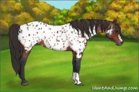 Horse Color:Bay Appaloosa 