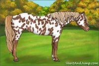 Horse Color:Chestnut Appaloosa