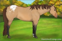 Horse Color:Bay Dun Varnish 