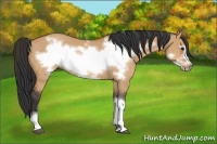 Horse Color:Bay Dun Frame 