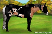 Horse Color:Bay Splash Tobiano Appaloosa