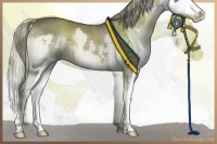 Horse Color:Liver Chestnut Splash 