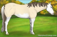 Horse Color:Amber Cream Champagne Dun Splash