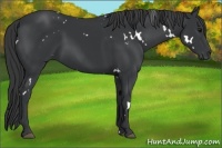 Horse Color:White Spotted Black 