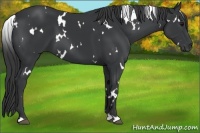Horse Color:White Spotted Black 