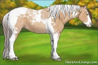 Horse Color:Amber Champagne Sabino Splash Tobiano 
