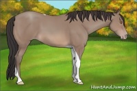 Horse Color:Sable Champagne Tobiano