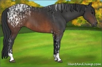 Horse Color:Brown Tobiano Appaloosa and Brown