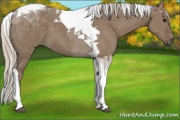 Horse Color:Silver Grullo Tobiano 