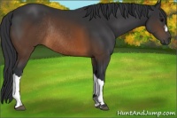 Horse Color:Brown Rabicano 