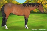 Horse Color:Brown Roan Rabicano 