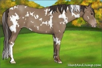 Horse Color:White Spotted Classic Champagne