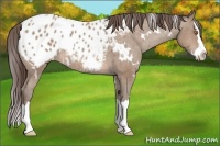 Horse Color:White Spotted Sable Champagne Splash Appaloosa 