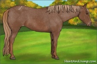 Horse Color:Chestnut Appaloosa