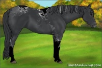 Horse Color:Black Tobiano 