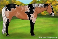 Horse Color:Silver Bay Splash Tobiano 