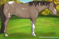 Horse Color:White Spotted Classic Champagne Tobiano 