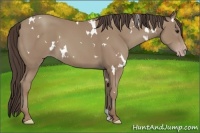 Horse Color:White Spotted Classic Champagne