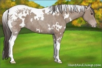 Horse Color:White Spotted Classic Champagne Tobiano