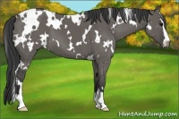 Horse Color:White Spotted Grullo Sabino 
