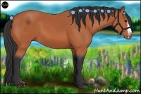 Horse Color:Bay Splash Frame