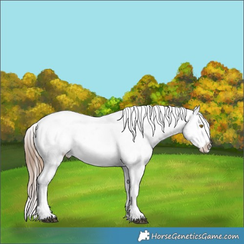 Horse Color:White Spotted Midnight Brown Pearl Dun Appaloosa Brindle 