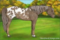 Horse Color:Chocolate Palomino Appaloosa 