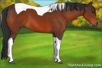 Horse Color:Brown Tobiano 
