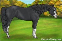 Horse Color:Black  and Black Splash 