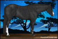 Horse Color:Black and Gray Black